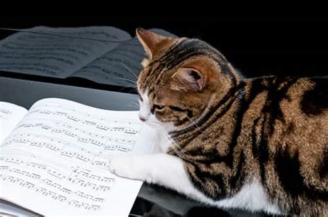 Do Cats Like Classical Music? A Closer Look into the Feline World of Music Preferences